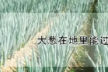 大葱在地里能过冬吗