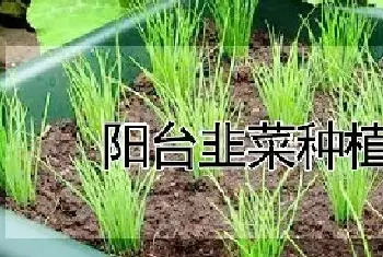 阳台韭菜种植技术