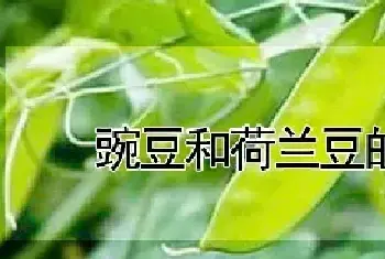 豌豆和荷兰豆的区别