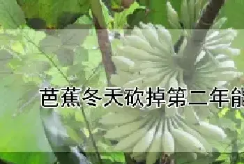 芭蕉冬天砍掉第二年能长吗