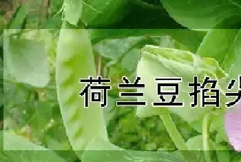 荷兰豆掐尖吗