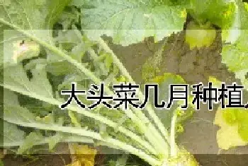 大头菜几月种植几月收