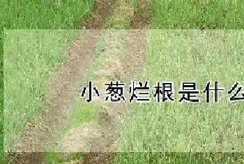 小葱烂根是什么原因