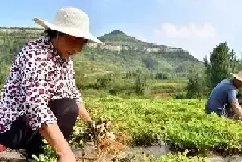 高温天气作物管理要点及注意事项