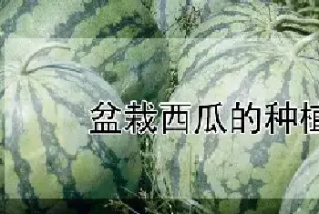 盆栽西瓜的种植方法