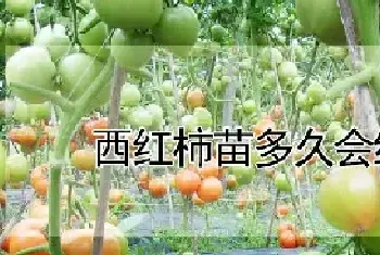 西红柿苗多久会结果实