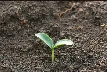 南瓜的芽苗有苦味是正常的吗？南瓜芽苗食用知识