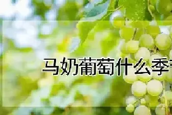 马奶葡萄什么季节成熟