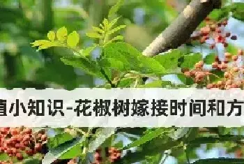 种植小知识-花椒树嫁接时间和方法！