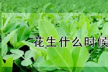 花生什么时候播种