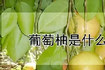 葡萄柚是什么水果