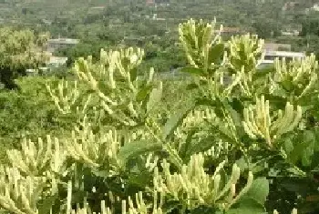 金银花栽培技术