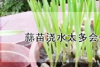 蒜苗浇水太多会烂根吗