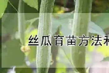 丝瓜育苗方法和时间