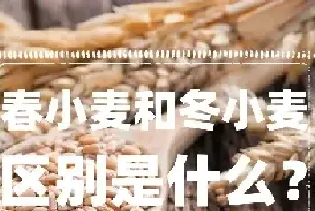 春小麦和冬小麦的区别是什么？