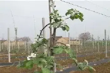 苹果夏季管理技术