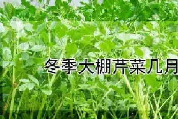 冬季大棚芹菜几月份育苗