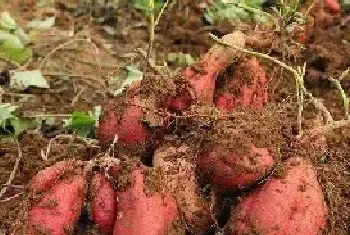 怎么种植高产红薯？这些方法一定要掌握！