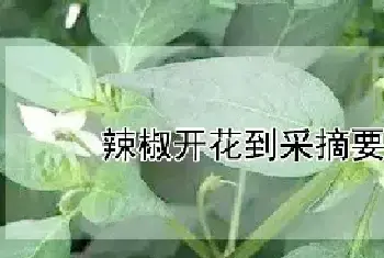 辣椒开花到采摘要多少天