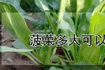 菠菜多大可以移栽