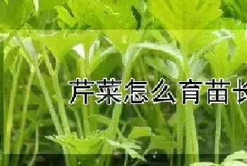 芹菜怎么育苗长才快