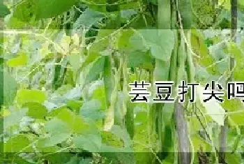 芸豆打尖吗