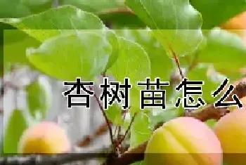 杏树苗怎么种植