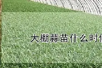 大棚蒜苗什么时候种植