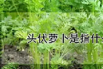 头伏萝卜是指什么萝卜