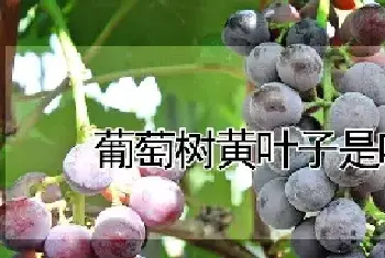 葡萄树黄叶子是咋回事