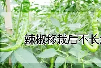 辣椒移栽后不长怎么办