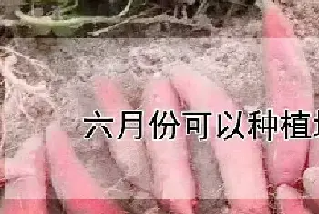 六月份可以种植地瓜吗