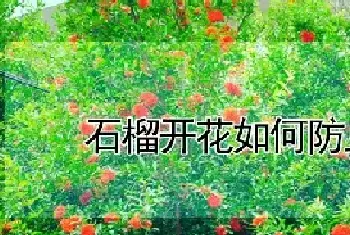 石榴开花如何防止掉果