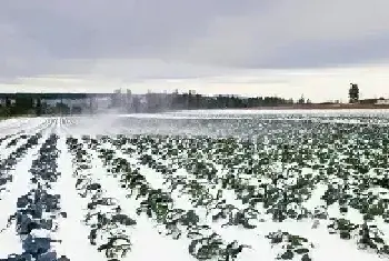 小雪节气都需要做好哪些田间管理要点呢？