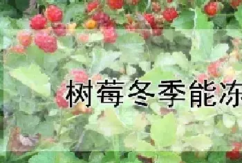 树莓冬季能冻死吗