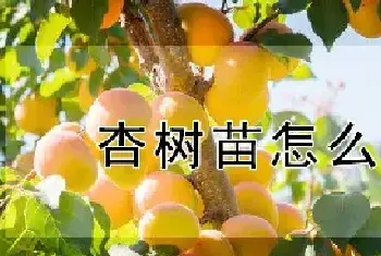 杏树苗怎么繁殖