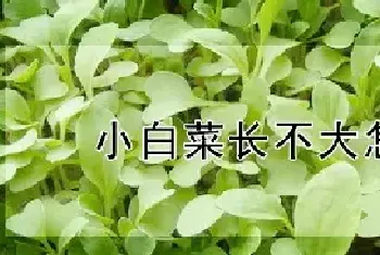 小白菜长不大怎么办