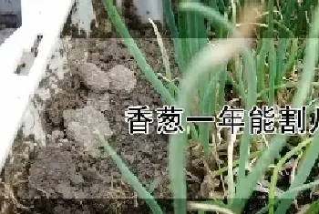 香葱一年能割几茬