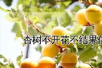 杏树不开花不结果什么原因