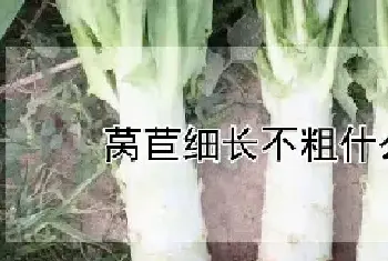 莴苣细长不粗什么原因