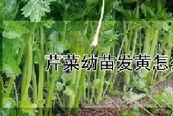 芹菜幼苗发黄怎么处理