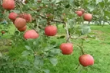 苹果园夏季管理技巧分析