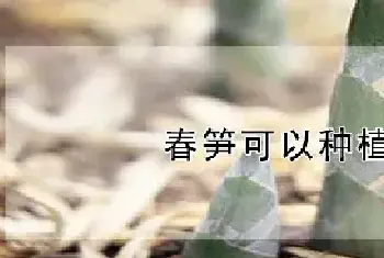 春笋可以种植吗