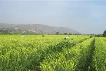 黄花菜除草方法及注意事项