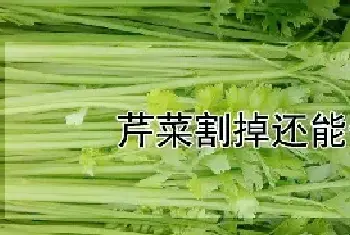 芹菜割掉还能长吗