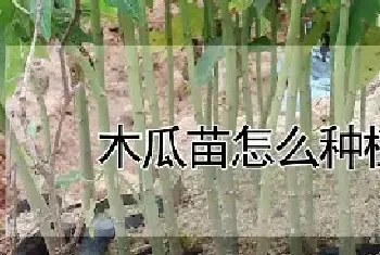 木瓜苗怎么种植方法