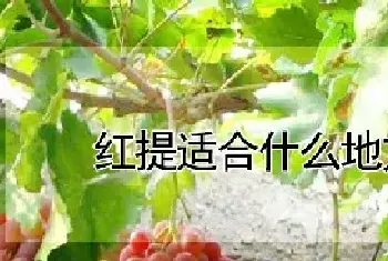 红提适合什么地方种植