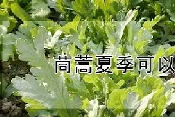 茼蒿夏季可以种吗