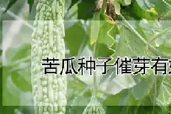 苦瓜种子催芽有妙招吗