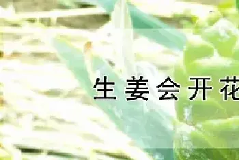 生姜会开花吗